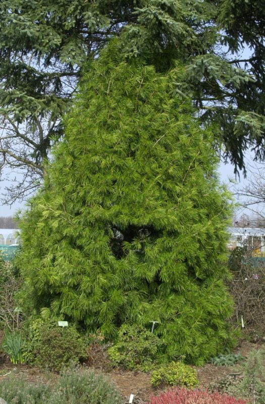Sciadopitys verticillata - Japanische Schirmtanne