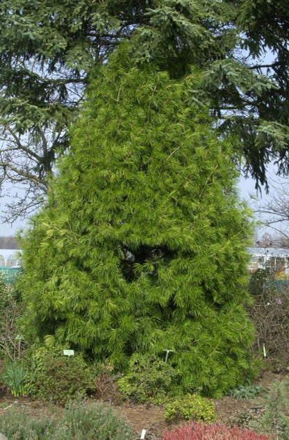Sciadopitys verticillata - Japanische Schirmtanne