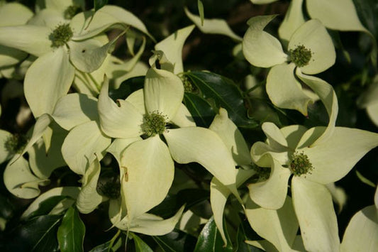 Cornus kousa - Japanischer Blumen-Hartriegel