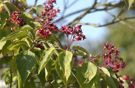 Clerodendrum trichotomum - Japanischer Losbaum