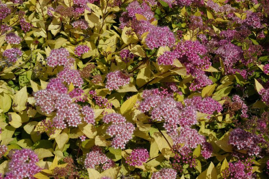 Spiraea japonica 'Golden Princess' - Japanspiere 'Golden Princess'