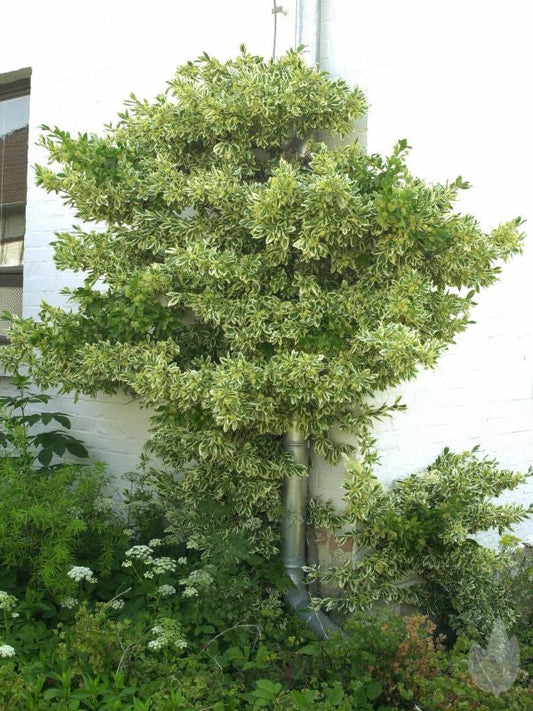 Euonymus japonicus 'Bravo' - Japanspindel 'Bravo'