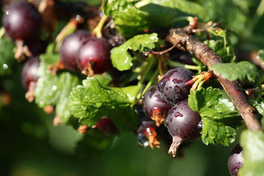 Ribes nigrum 'Ben Sarek' CAC - Johannisbeere 'Ben Sarek'