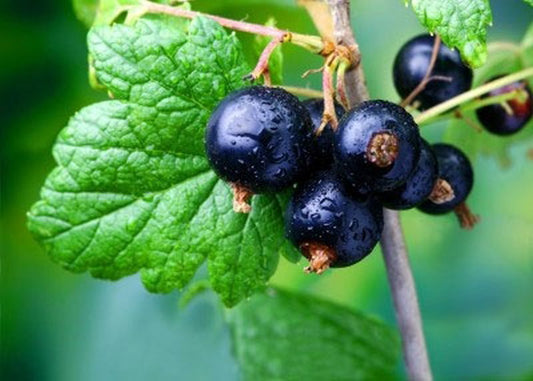 Ribes nigrum 'Ben Tirran' -S- CAC - Johannisbeere 'Ben Tirran' -S-