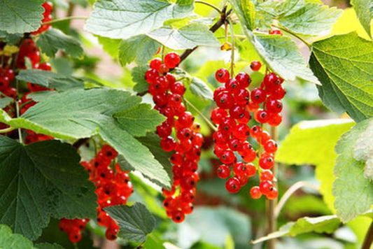 Ribes rubrum 'Rolan' CAC - Johannisbeere 'Rolan' mittel