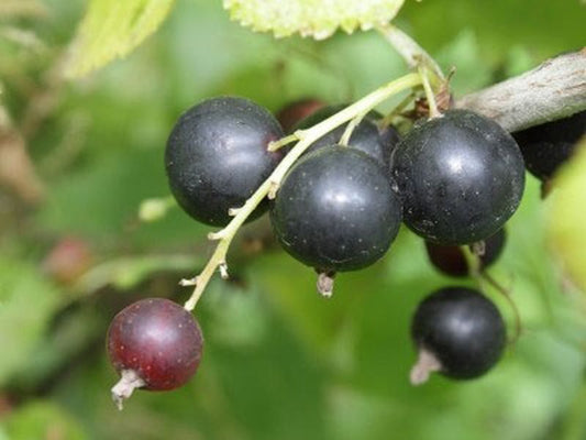 Ribes nigrum 'Rosenthals Langtraubige' CAC - Johannisbeere 'Rosenthals Langtraubige'