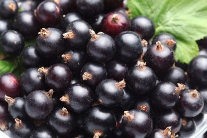 Ribes nigrum 'Silvergieters Schwarze' CAC - Johannisbeere 'Silvergieters Schwarze'