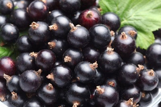 Ribes nigrum 'Silvergieters Schwarze' CAC - Johannisbeere 'Silvergieters Schwarze'