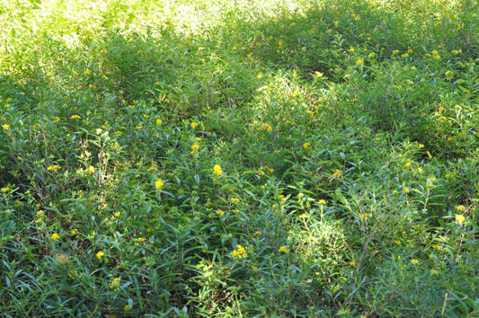 Hypericum kalmianum 'Gemo' - Johanniskraut 'Gemo'