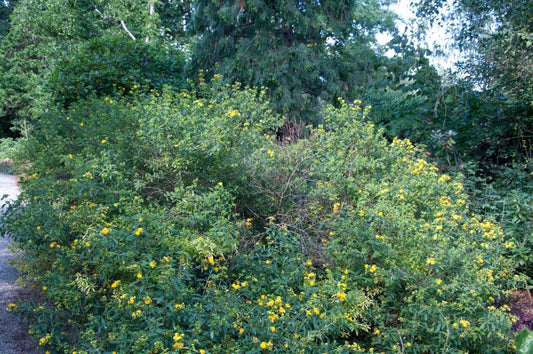 Hypericum prolificum - Johanniskraut prolificum