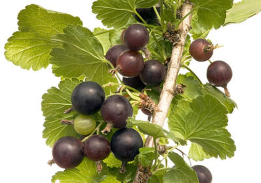 Ribes Jostabeere CAC - Jostabeere