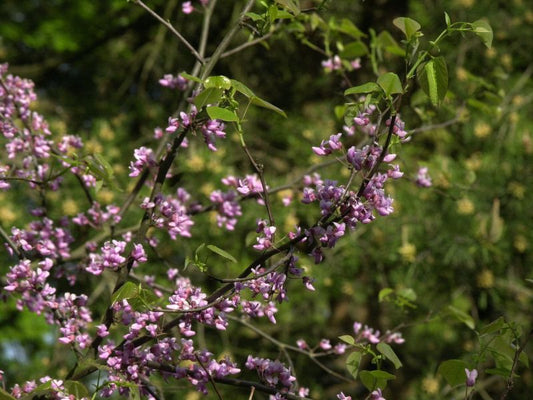 Cercis canadensis - Judasbaum canadensis