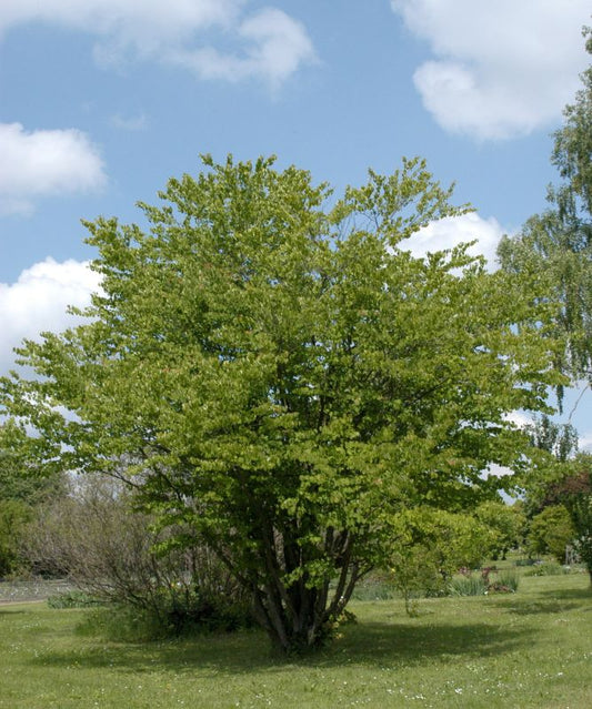 Cercidiphyllum japonicum - Judasblattbaum