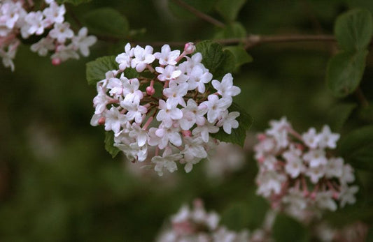 Viburnum juddii - Judds-Schneeball