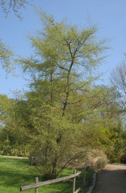 Alnus glutinosa 'Imperialis' - Kaisererle 'Imperialis'