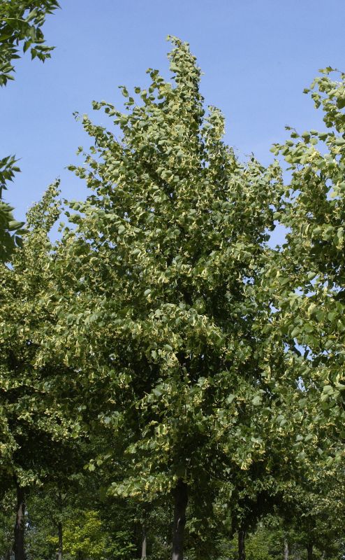 Tilia europaea 'Pallida' - Kaiserlinde 'Pallida'