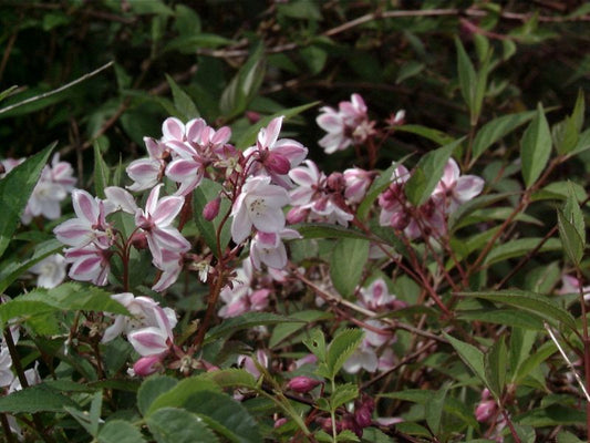 Deutzia kalmiiflora - Kalmiendeutzie