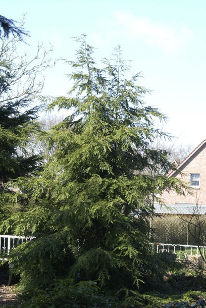 Tsuga canadensis - Kanadische Hemlocktanne