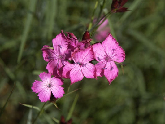 Dianthus carthusianorum - Kartäuser-Nelke