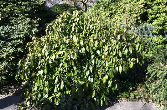 Hedera colchica 'Arborescens' - Kaukasischer Strauch-Efeu