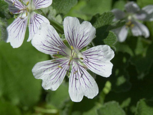 Geranium renardii - Kaukasus-Storchschnabel