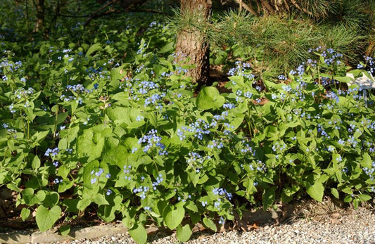 Brunnera macrophylla, blau - Kaukasusvergissmeinnicht