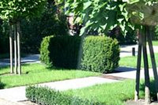 Taxus baccata 'Overeynderi' - Kegel-Eibe