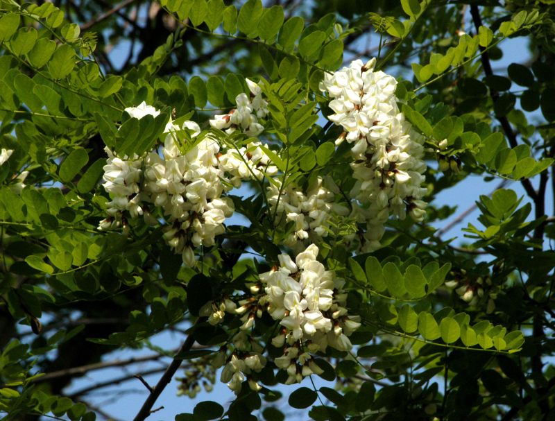 Robinia pseudoac.'Bessoniana' - Kegelakazie