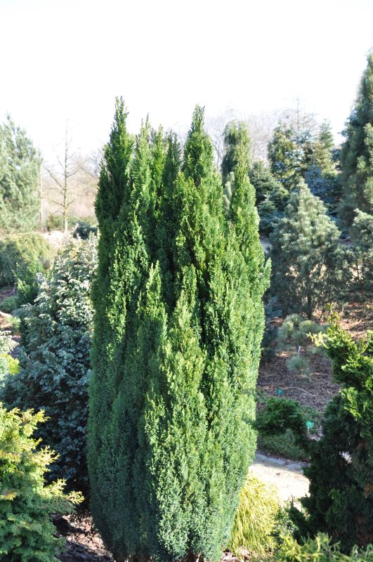 Chamaecyparis lawsoniana 'Ellwood's Pillar' - Kegelzypresse 'Ellwood's Pillar'