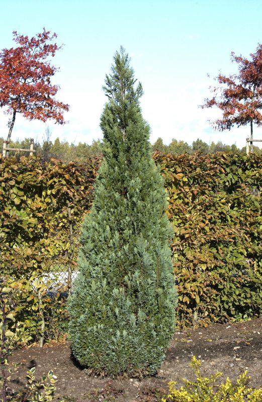 Chamaecyparis lawsoniana 'Ellwoodii' - Kegelzypresse 'Ellwoodii'