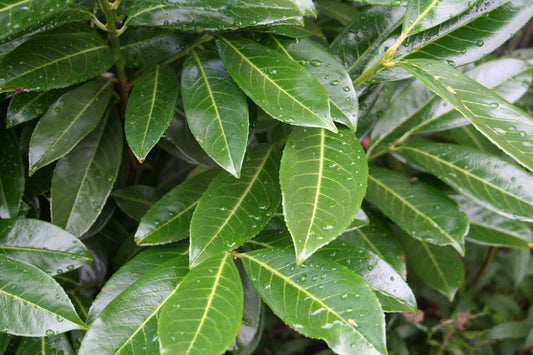 Prunus laurocerasus 'Caucasica' - Kirschlorbeer 'Caucasica' / Kaukasische Lorbeerkirsche