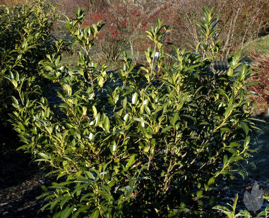 Prunus laurocerasus 'Herbergii' - Kirschlorbeer 'Herbergii' / Aufrechte Lorbeerkirsche