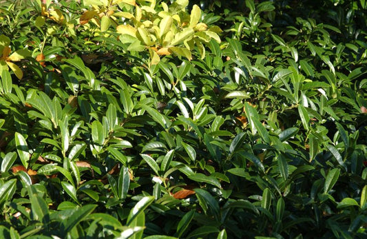 Prunus laurocerasus 'Mount Vernon' - Kirschlorbeer 'Mount Vernon' / Bodendeckende Lorbeerkirsche