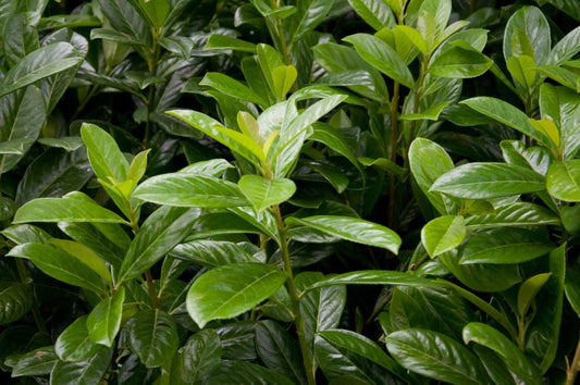 Prunus laurocerasus 'Novita' - Kirschlorbeer 'Novita' / Lorbeerkirsche 'Novita'