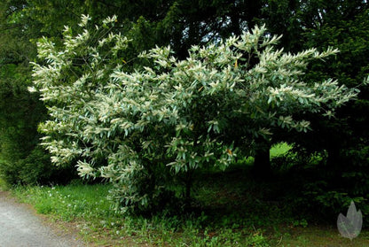 Prunus laurocerasus 'Otto Luyken' - Kirschlorbeer 'Otto Luyken' / Breitwachsende Lorbeerkirsche