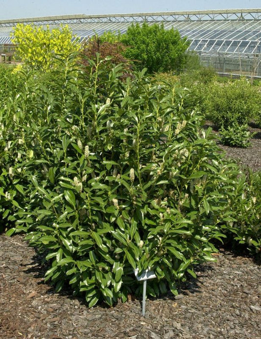 Prunus laurocerasus 'Reynvaanii' - Kirschlorbeer 'Reynvaanii' / Lorbeerkirsche 'Reynvaanii'