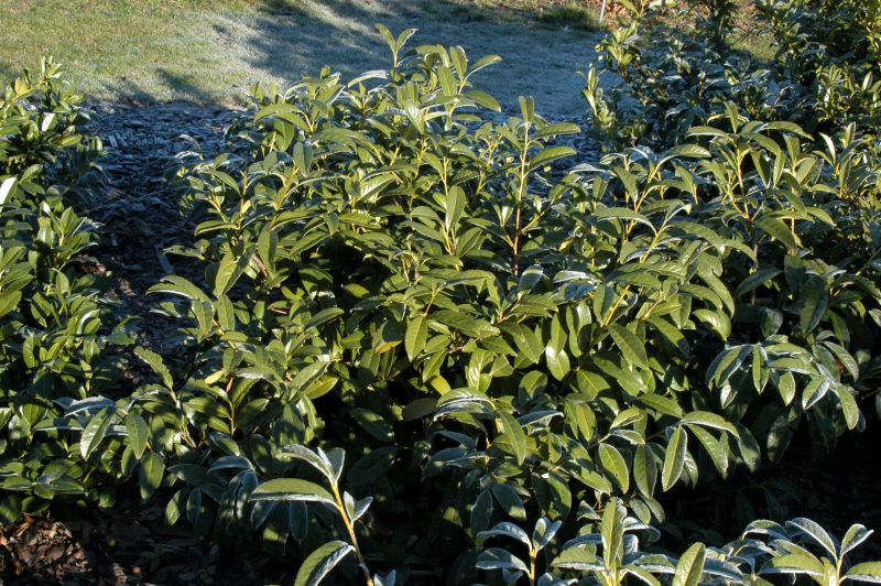 Prunus laurocerasus 'Schipkaensis Macrophylla' - Kirschlorbeer 'Schipkaensis Macrophylla' / Großblättrige Lorbeerkirsche