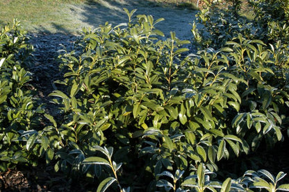 Prunus laurocerasus 'Schipkaensis Macrophylla' - Kirschlorbeer 'Schipkaensis Macrophylla' / Großblättrige Lorbeerkirsche
