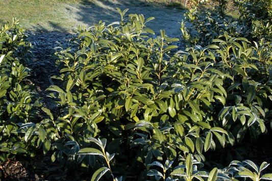 Prunus laurocerasus 'Schipkaensis Macrophylla' - Kirschlorbeer 'Schipkaensis Macrophylla' / Großblättrige Lorbeerkirsche