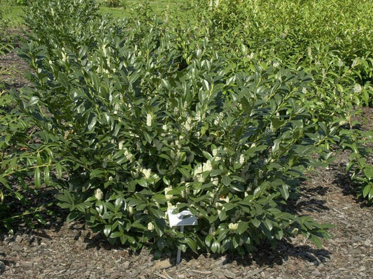 Prunus laurocerasus 'Van Nes' - Kirschlorbeer 'Van Nes' / Lorbeerkirsche 'Van Nes'