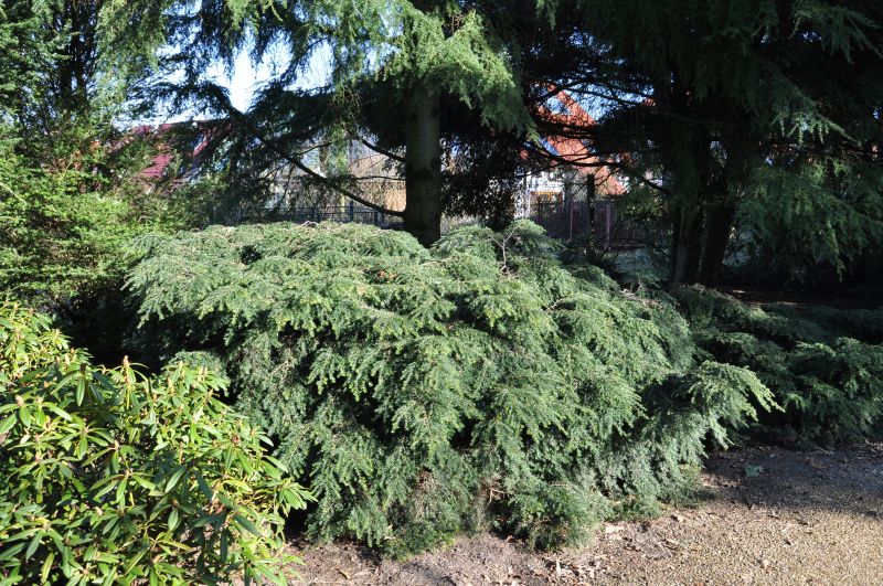 Tsuga canadensis 'Nana' - Kissen Hemlocktanne 'Nana'