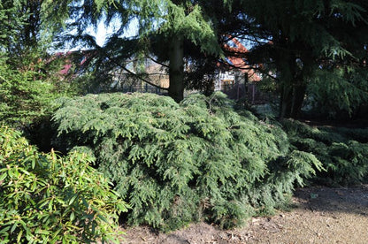 Tsuga canadensis 'Nana' - Kissen Hemlocktanne 'Nana'
