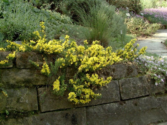 Cytisus decumbens - Kissenginster