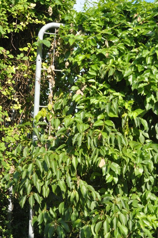 Actinidia arguta 'Issai' - Kiwi 'Issai'