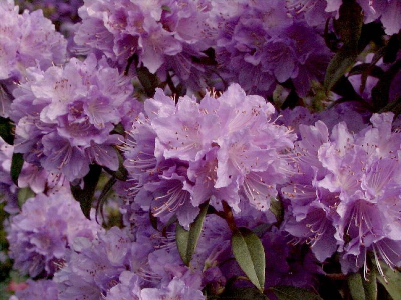 Rhododendron impeditum 'Blue Tit Magor' - Kleinblättr.Rhododendron 'Blue Tit Magor'