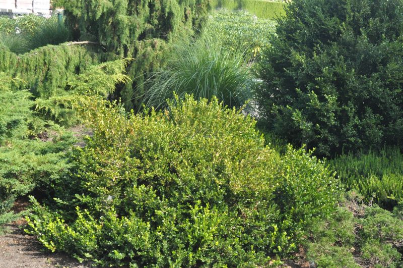 Buxus microphylla 'Faulkner' - Kleinblättriger Buchsbaum 'Faulkner'