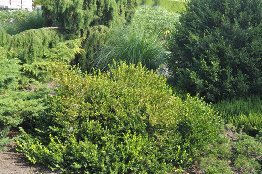 Buxus microphylla 'Faulkner' - Kleinblättriger Buchsbaum 'Faulkner'