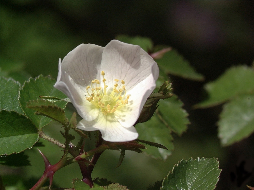 Rosa micrantha - Kleinblütige Rose