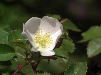 Rosa micrantha - Kleinblütige Rose