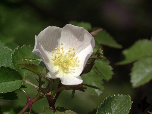 Rosa micrantha - Kleinblütige Rose